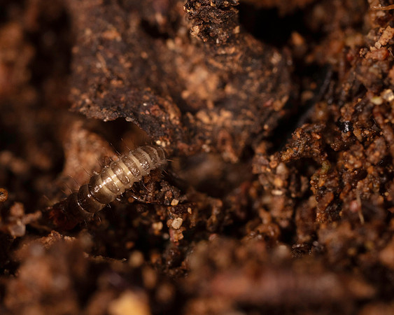 21. Beetle larva?