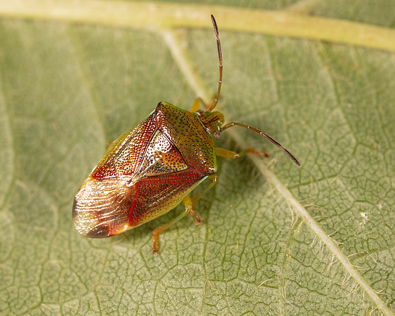 024. Birch shield bug 1A 17OCT26 copy