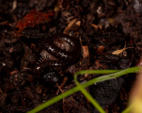 008. Millipede 1A 17OCT26 copy