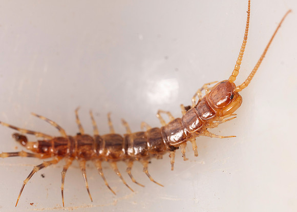 031. Centipede 1A 17OCT26 copy