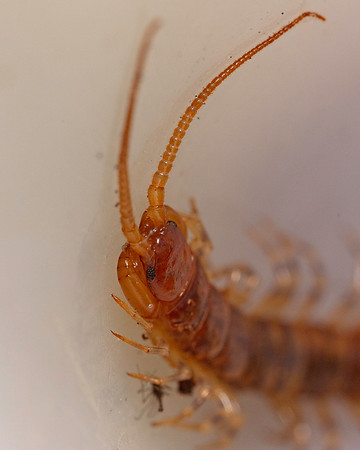 032. Centipede 1B 17OCT26 copy
