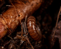 011. Millipede 2A 17OCT26 copy