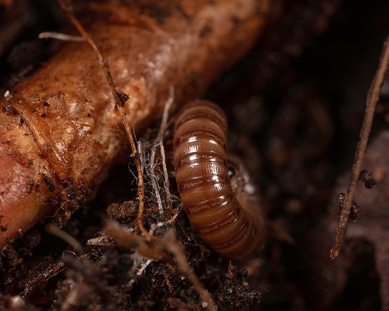 011. Millipede 2A 17OCT26 copy