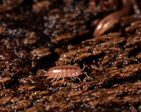 016. Woodlouse 2A 17OCT26 copy