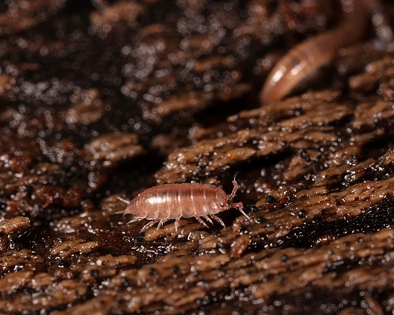 016. Woodlouse 2A 17OCT26 copy