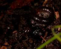 009. Millipede 1B 17OCT26 copy