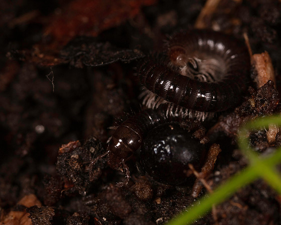 009. Millipede 1B 17OCT26 copy