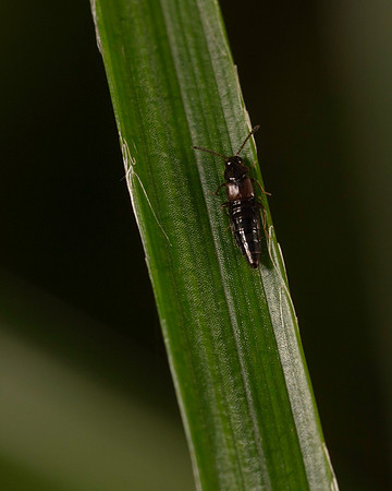 054. Rove beetle 1A 17OCT26 copy