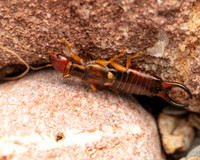 11. Forficula auricularia