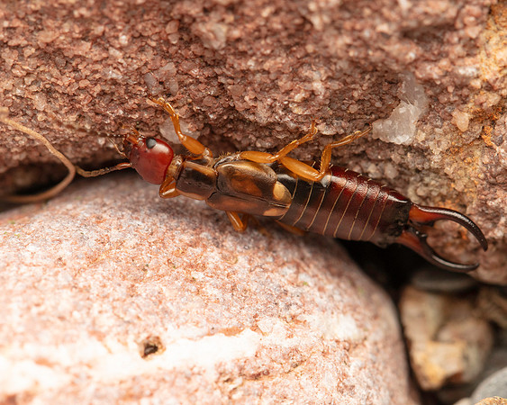 11. Forficula auricularia