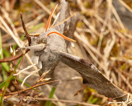 Poplar Hawk Moth 02 15JUN25