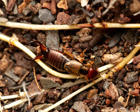 10. Forficula auricularia (Common Earwig)