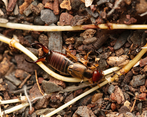 10. Forficula auricularia (Common Earwig)