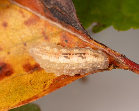 028. Hoverfluy larva indet. 1A 17OCT26 copy