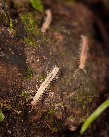 042. Millipedes march 1A 17OCT26 copy