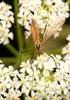 Tiger Crane Fly
