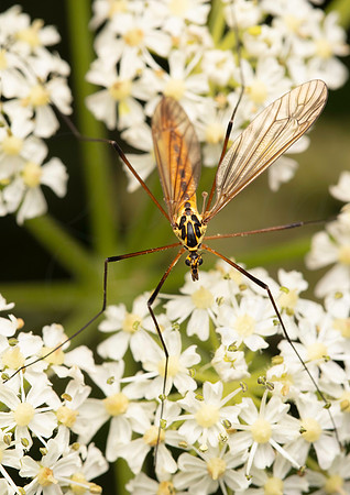 Tiger Crane Fly