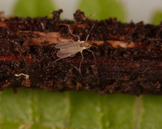 034. Midge indet. 1B 17OCT26 copy