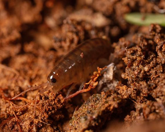27. Sand Flea