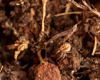 08. Small crab spider