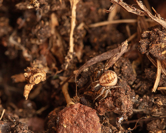 08. Small crab spider
