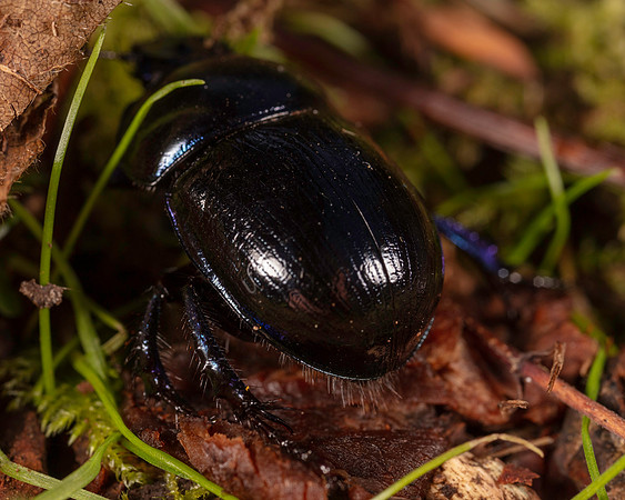 040. Dor beetle indet. 1D 17OCT26 copy