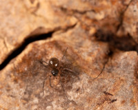 018. Spider 1A 17OCT26 copy