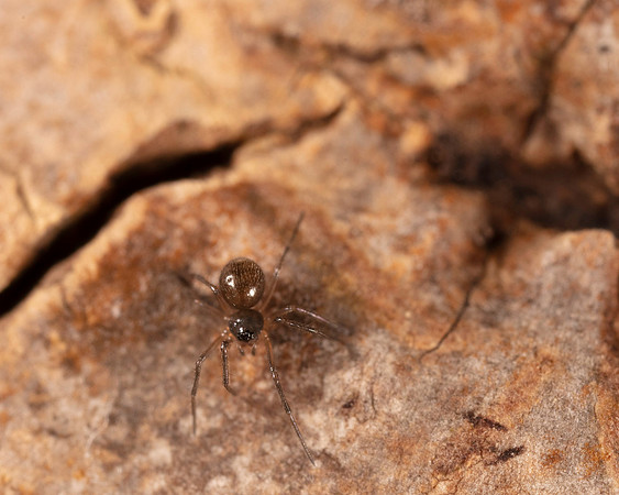 018. Spider 1A 17OCT26 copy