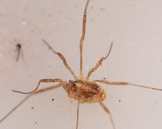 026. Harvestman 1B 17OCT26 copy