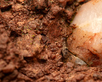 02. Banded Springtail