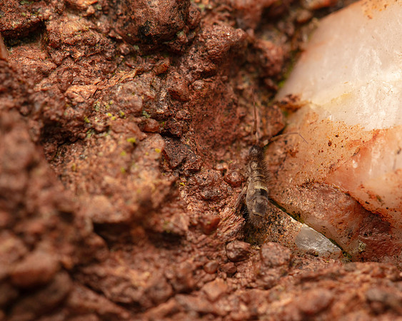 02. Banded Springtail