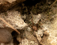 19. Harvestman