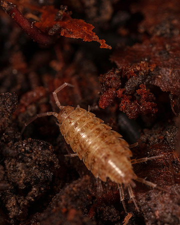 065. Woodlouse 4A 17OCT26 copy