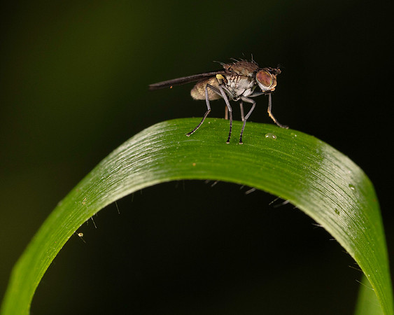 055. Fly no ID 2A 17OCT26 copy