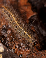 002. Caterpillar 1A 17OCT26 copy