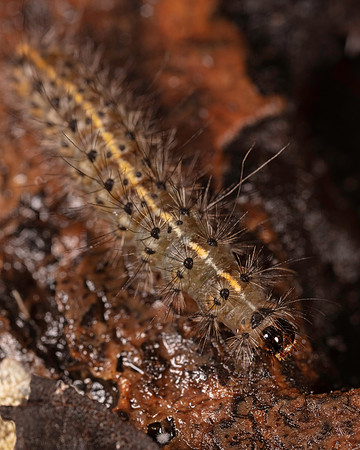 002. Caterpillar 1A 17OCT26 copy