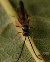 Inverts Group 17OCT26
