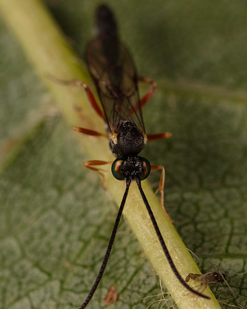 030. Campopleginae indet. 1B 17OCT26 copy