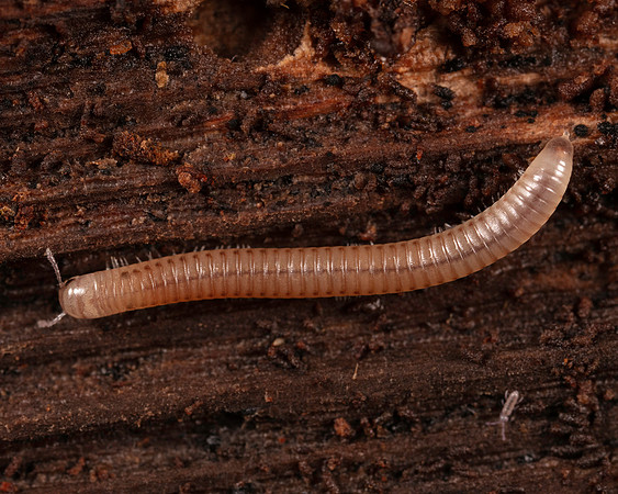 068. Millipede 6B 17OCT26 copy