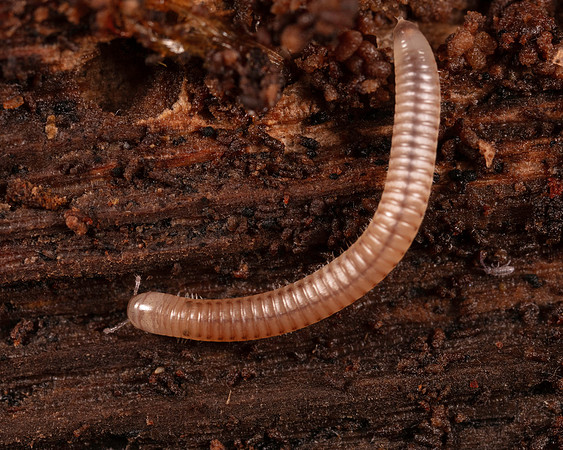 067. Millipede 6A 17OCT26 copy