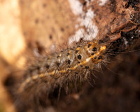 003. Caterpillar 1B 17OCT26 copy