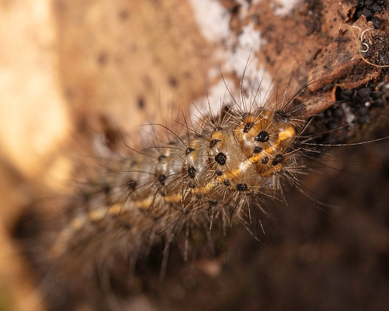 003. Caterpillar 1B 17OCT26 copy