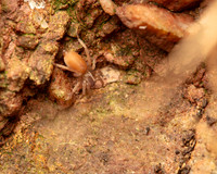 05. Small hairy pink spider