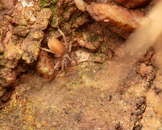 05. Small hairy pink spider