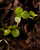 005. Woodlouse 1A 17OCT26 copy
