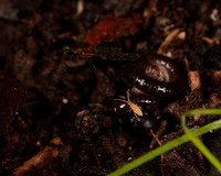 007. Springtail 1A 17OCT26 copy
