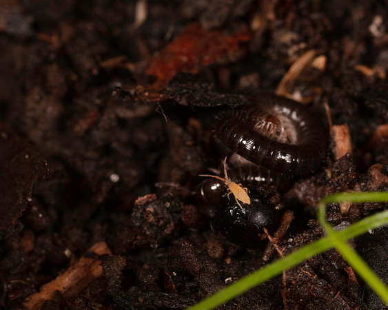 007. Springtail 1A 17OCT26 copy