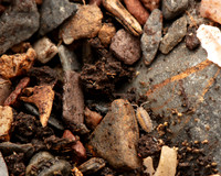 18. Woodlouse tiny