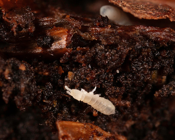 062. Springtail no ID 3A 17OCT26 copy