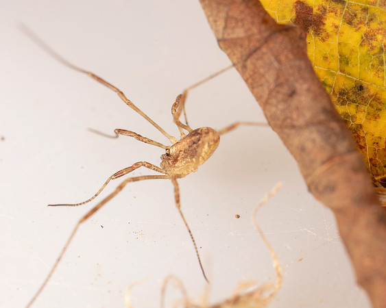 025. Harvestman 1A 17OCT26 copy